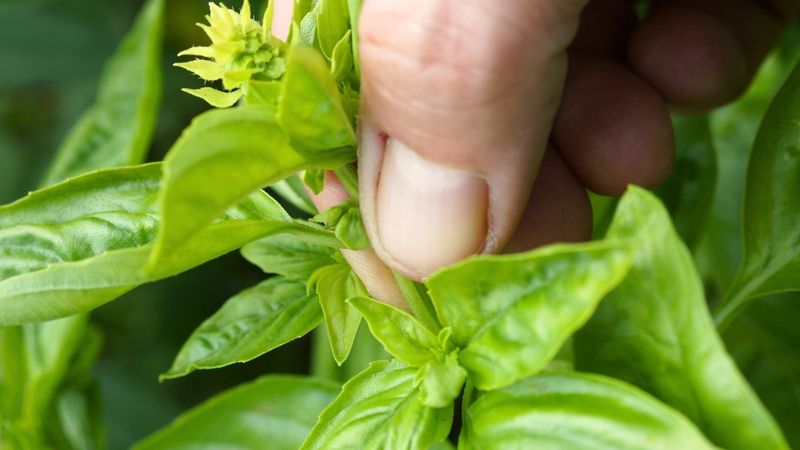 Pinch Basil Early, Not Just After It Gets Tall