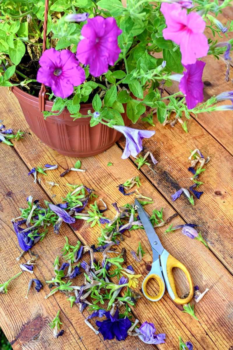 Pinch Below The Flower Instead Of Pulling Petals