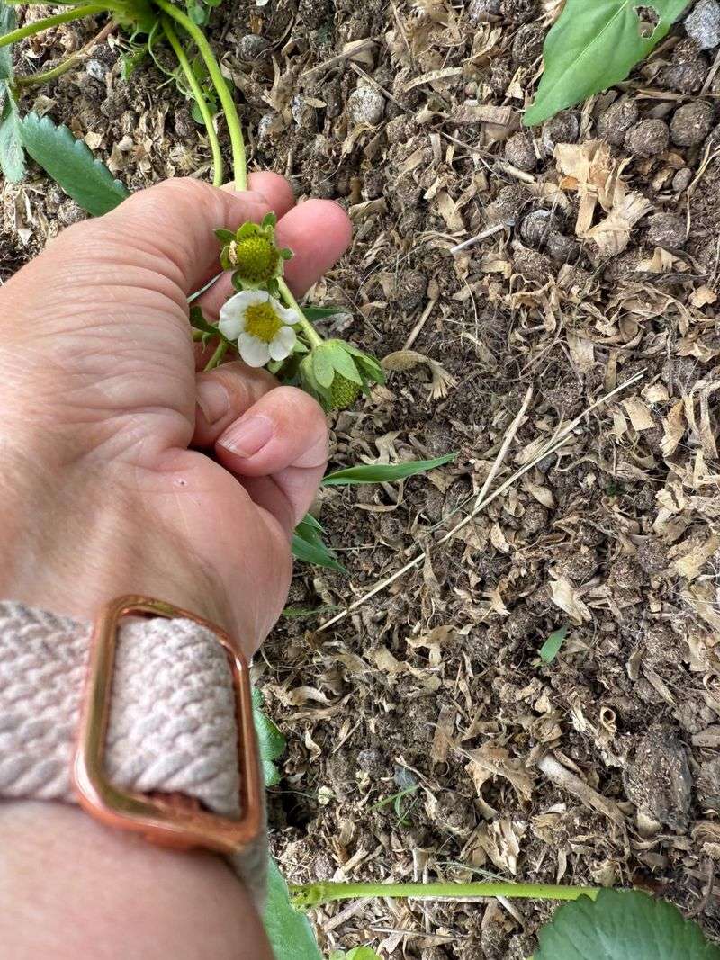 Pinch Early Flowers