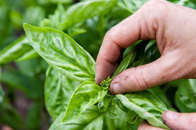 Pinch Off Flower Buds And Flower Stalks Promptly