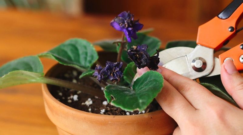 Pinch Off Spent Flowers