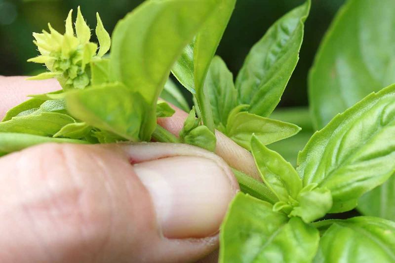 Pinching Stem Tips Encourages Bushier Basil Plants