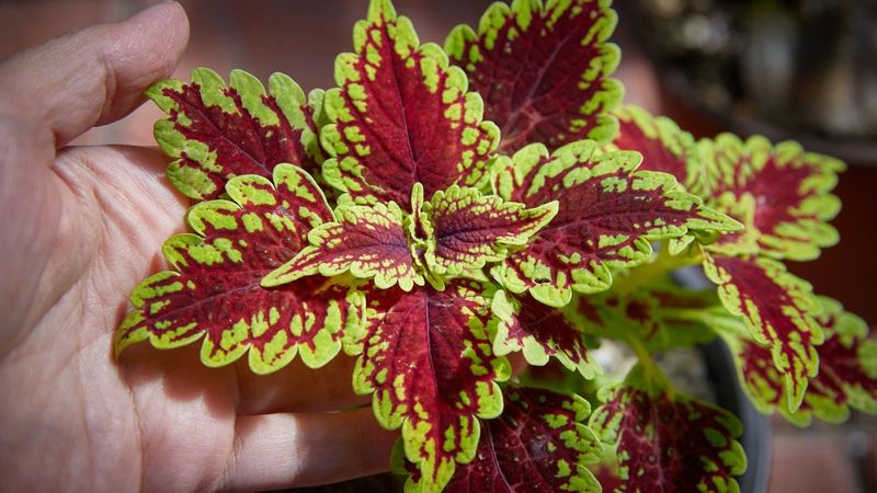 Pinching Tips Helps Plants Grow Bushier