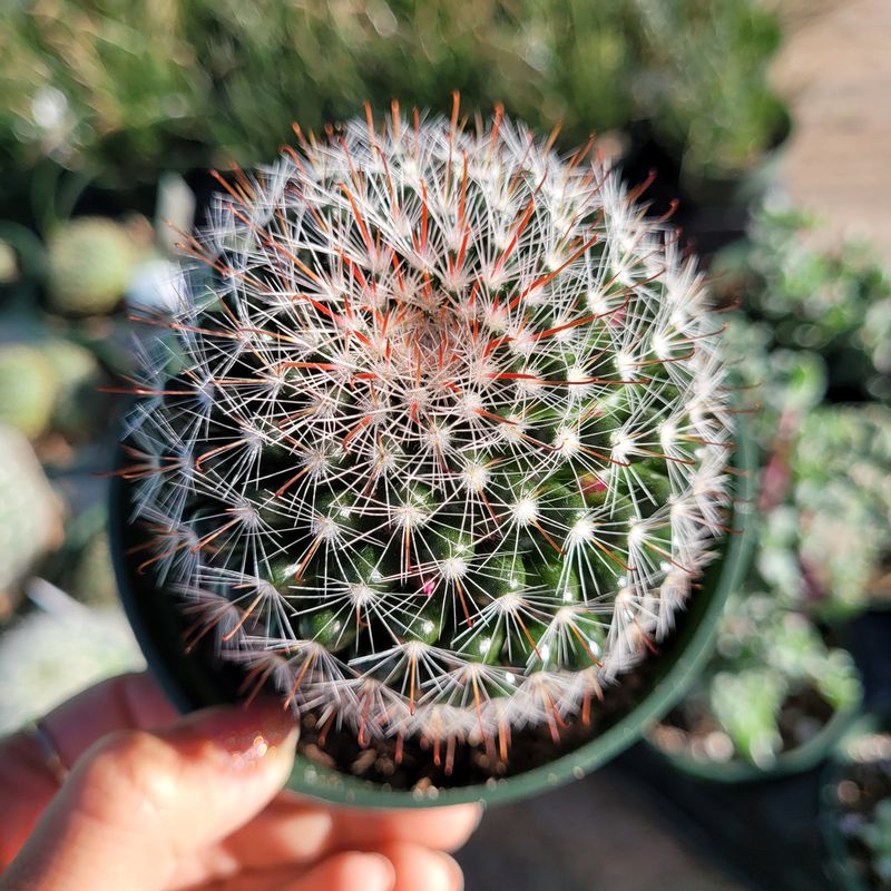 Pincushion Cactus 