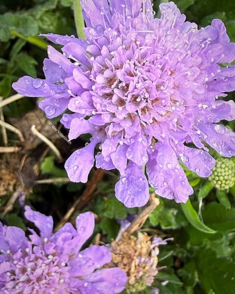 Pincushion Flower