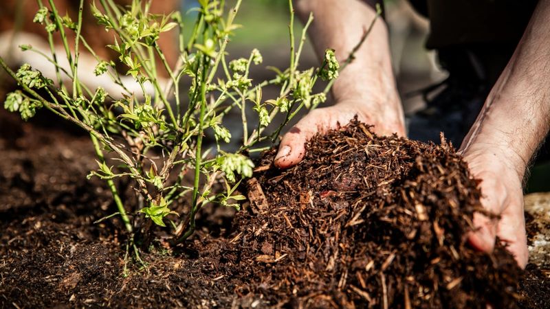 Pine Bark And Organic Matter Make A Real Difference