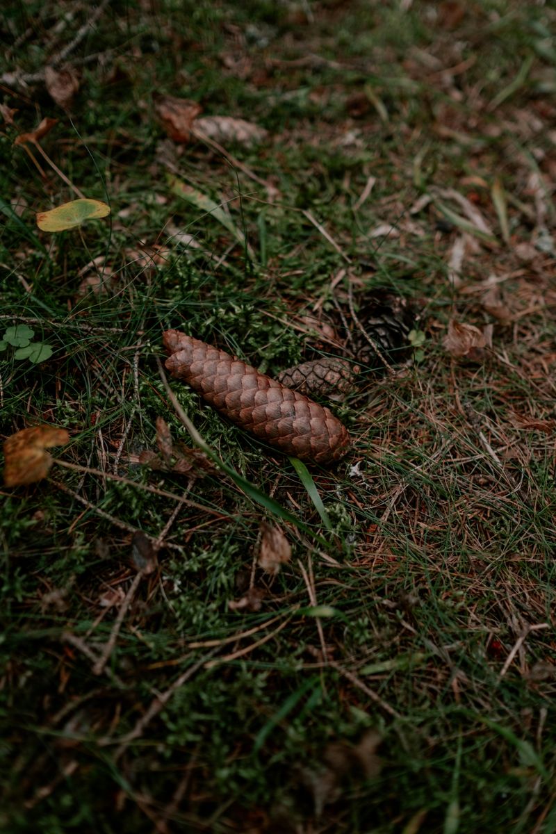 Pine Cone Surface Mulch Helps Keep Your Weeds Away