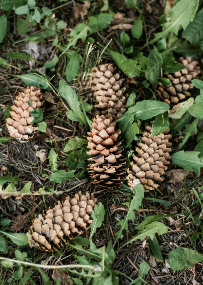 Pine Cones Are Nature's Slow-Release Sponges