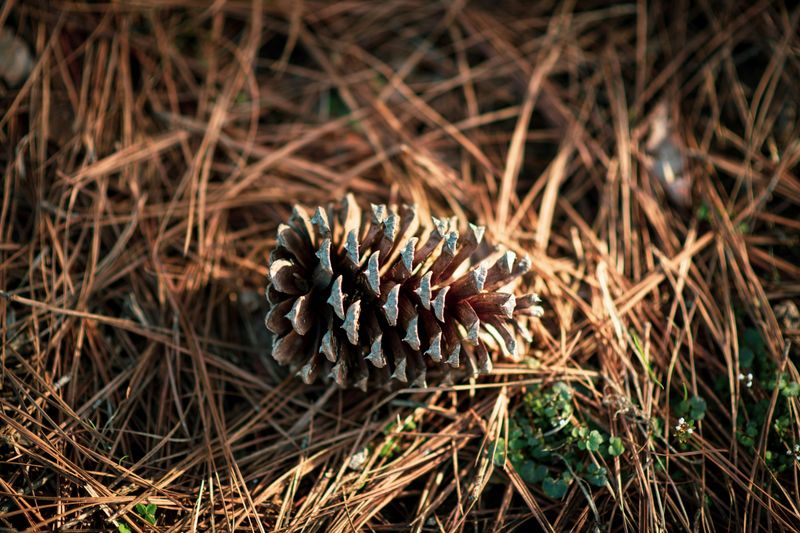 Pine Cones Can Help Soil Hold Moisture Longer