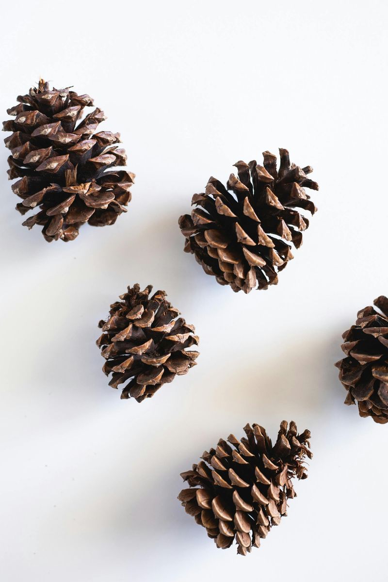 Pine Cones Work As A Free Filler For Raised Beds