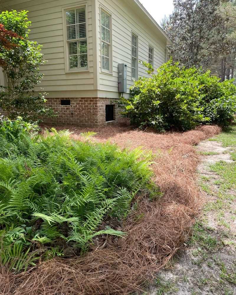 Pine Needles Usually Spread Faster Around Shrubs