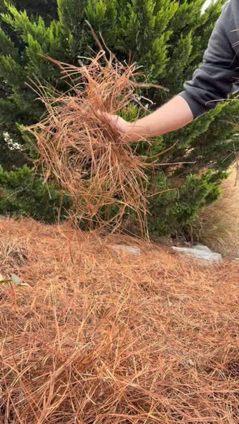 Pine Straw Helps Protect Soil During Heavy Rainstorms