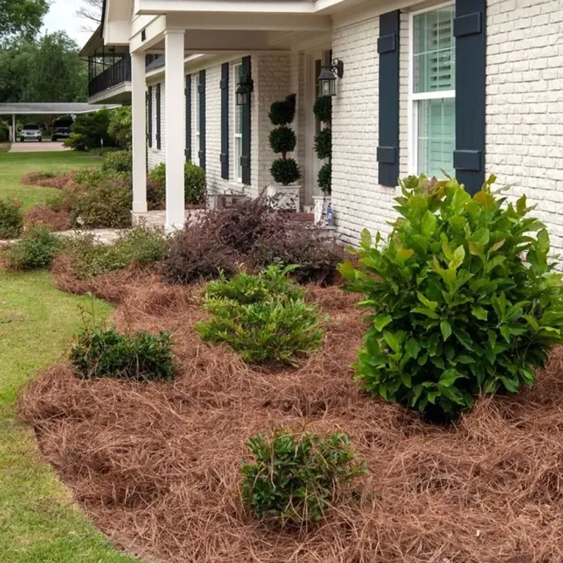 Pine Straw Is Often Better Around Native Plants