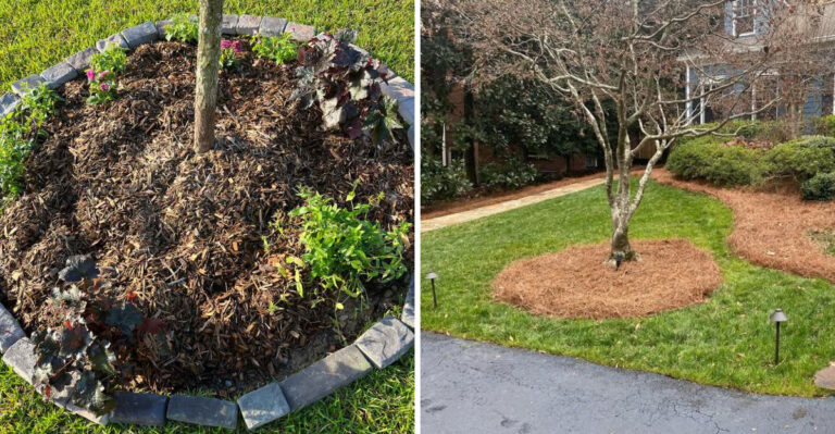 Pine Straw Or Mulch For North Carolina Vegetable Gardens? Here’s What Actually Works Better