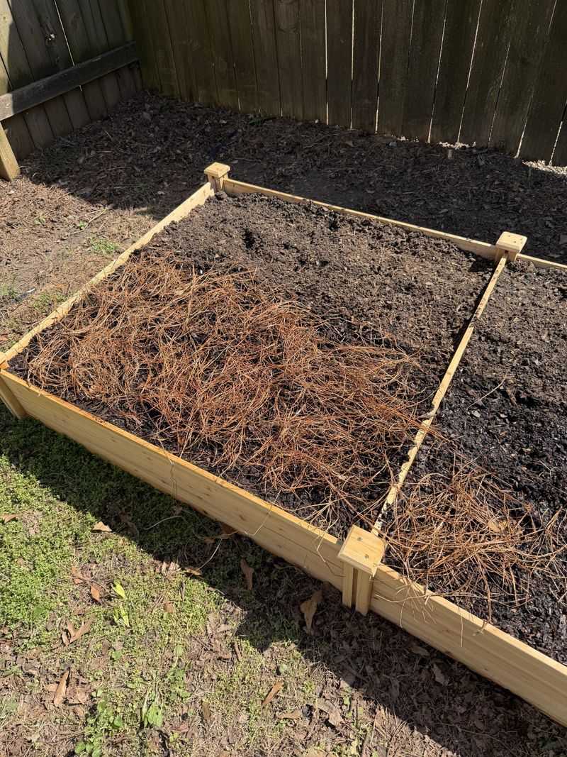 Pine Straw Reduces Risk Of Soil-Borne Diseases