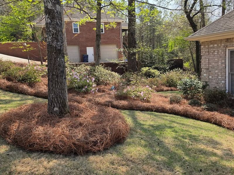 Pine Straw Usually Costs Less In Many Parts Of North Carolina