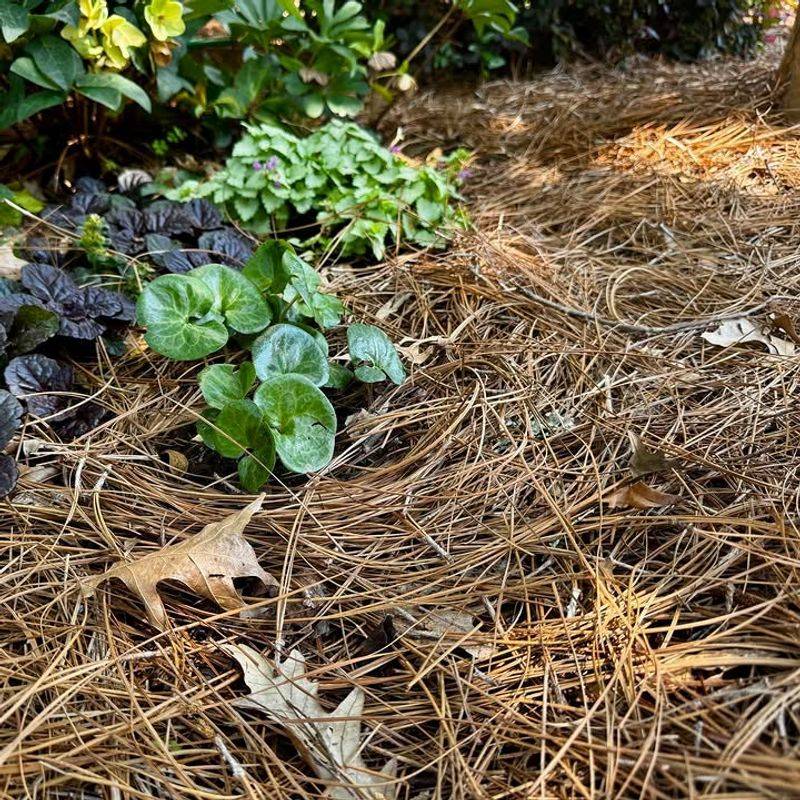 Pine Straw Usually Looks More Natural Around Woodland Plants