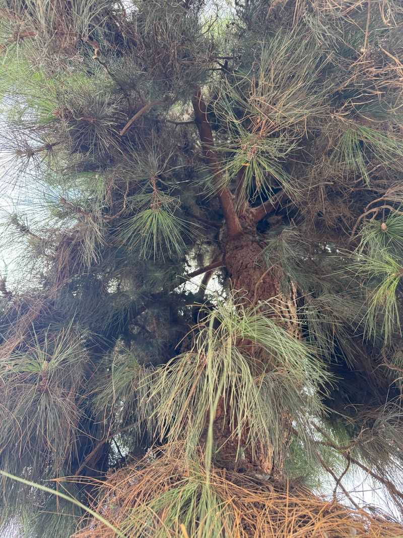 Pine Trees Fill Pools With Needles Pine Trees Fill Pools With Needles