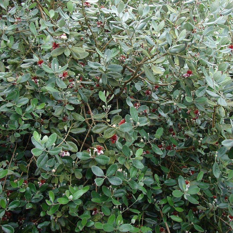 Pineapple Guava Creates More Backyard Seclusion Over Time