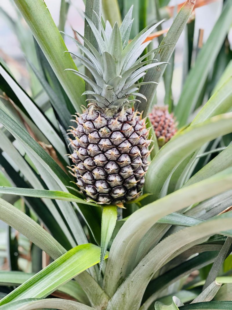 Pineapple Handles Heat In Containers And Beds