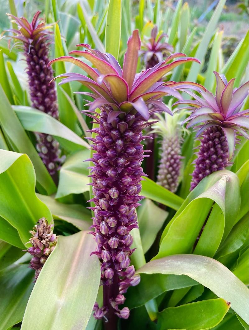 Pineapple Lily Pineapple Lily