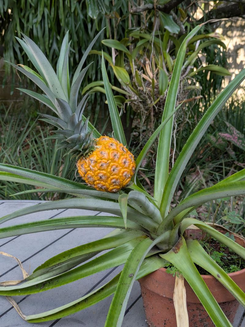 Pineapple Plants Grow Well In Large Containers