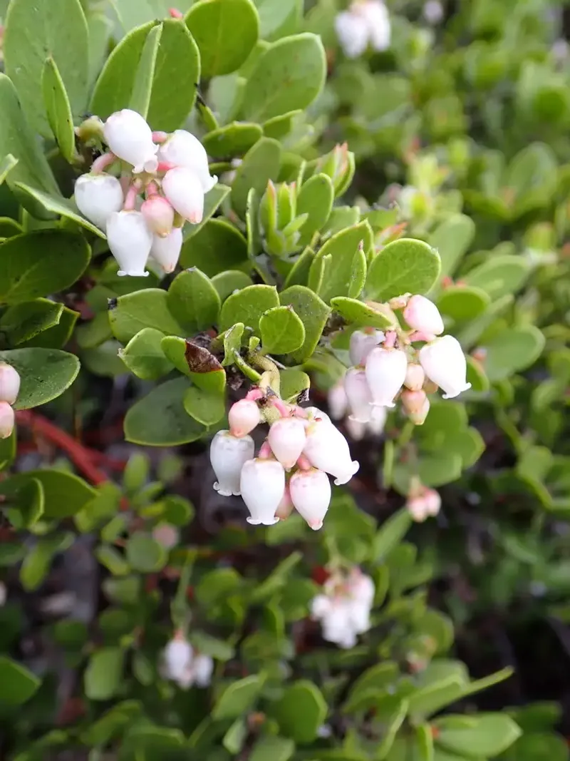 Pinemat Manzanita Thrives In Tough Dry Spots