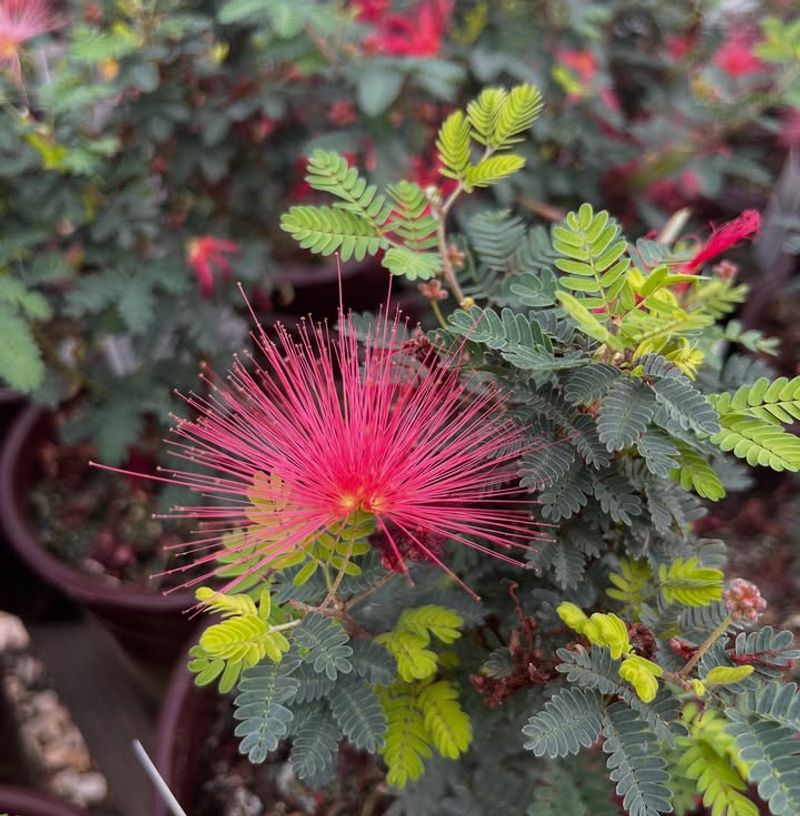 Pink Fairy Duster Adapts Well To Harsh Western Exposure Pink Fairy Duster Adapts Well To Harsh Western Exposure