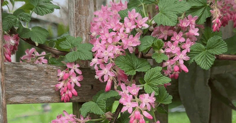Pink-Flowered Currant