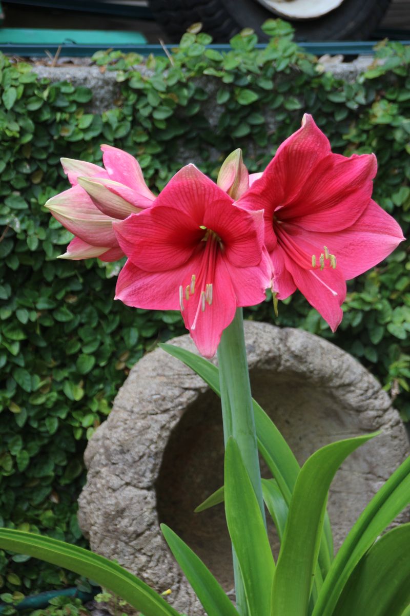 Pink Garden Amaryllis (Hippeastrum Pink Hybrids)