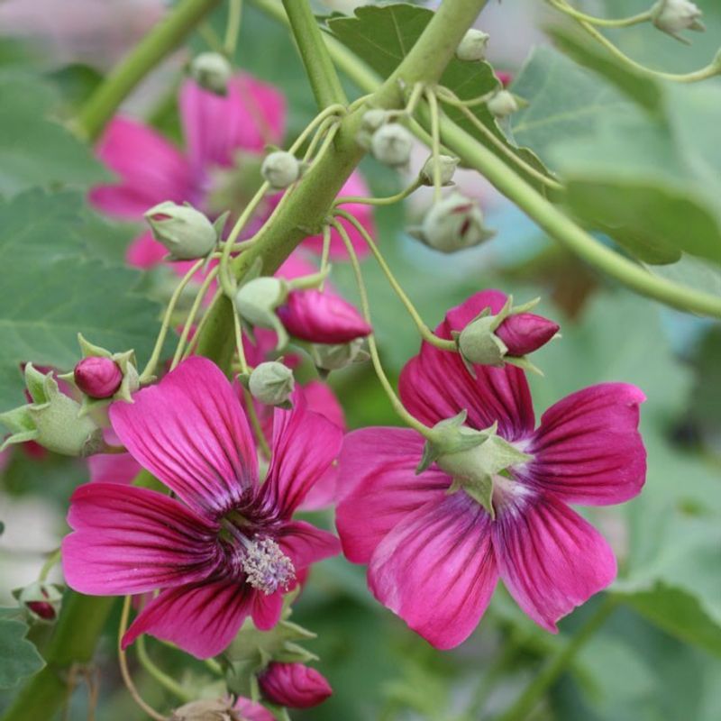 Pink Island Mallow