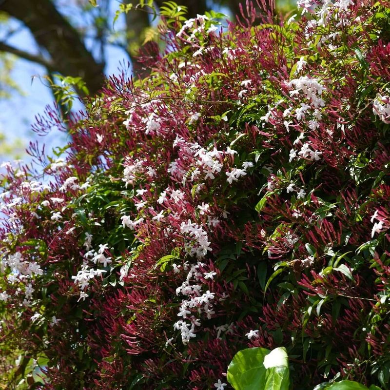 Pink Jasmine Covers Fences Fast