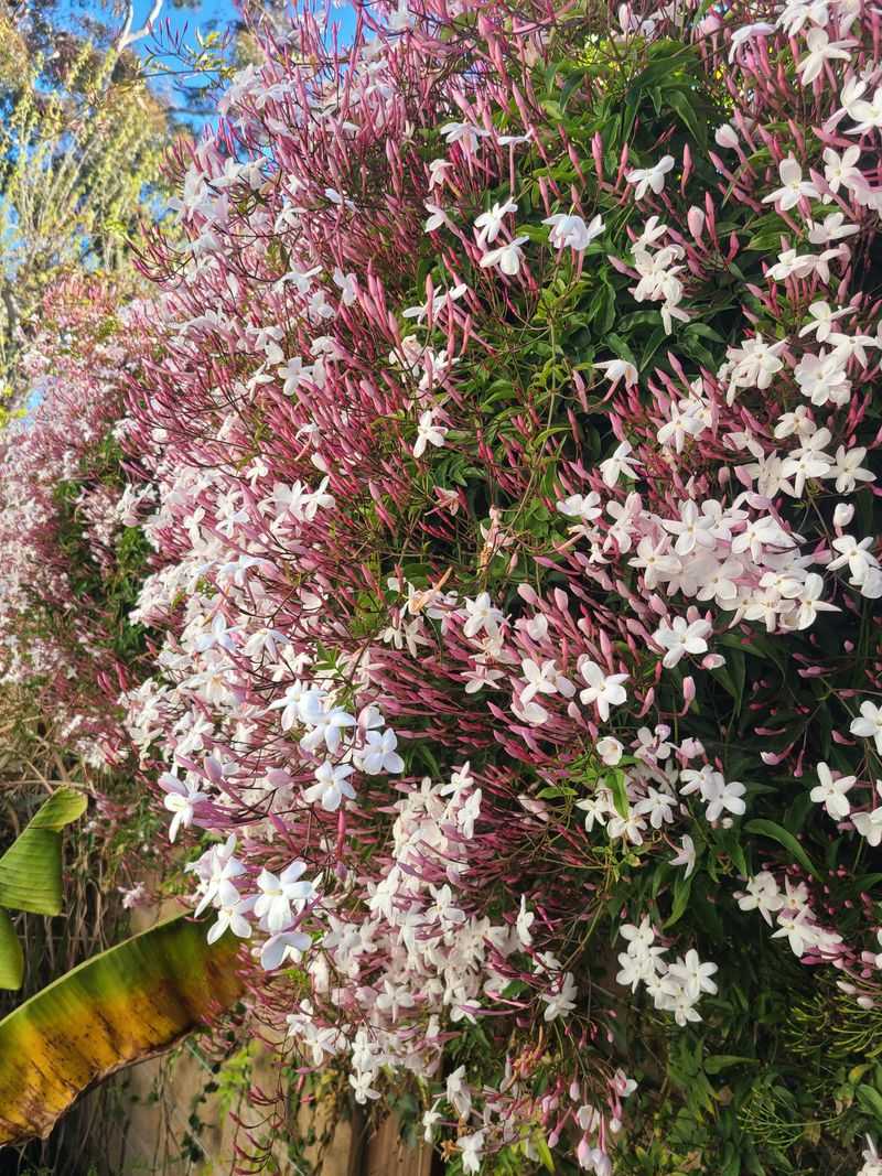 Pink Jasmine Fills Spring With Fragrance And Fast Growth