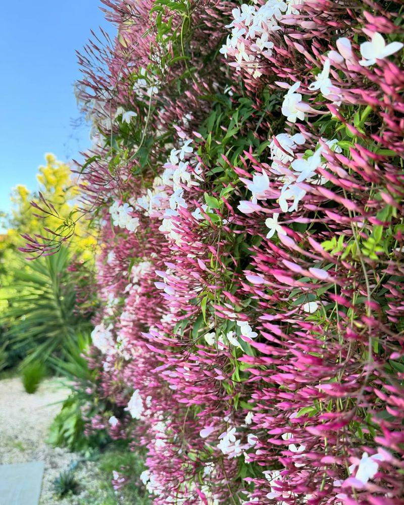 Pink Jasmine Pink Jasmine