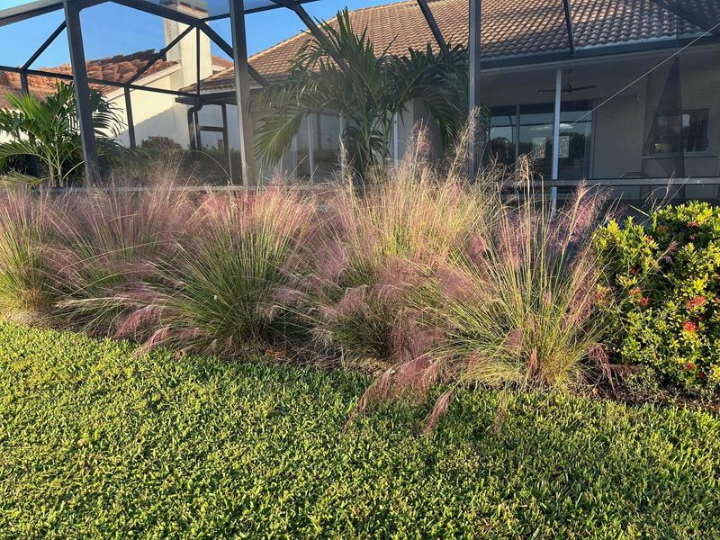 Pink Muhly Grass