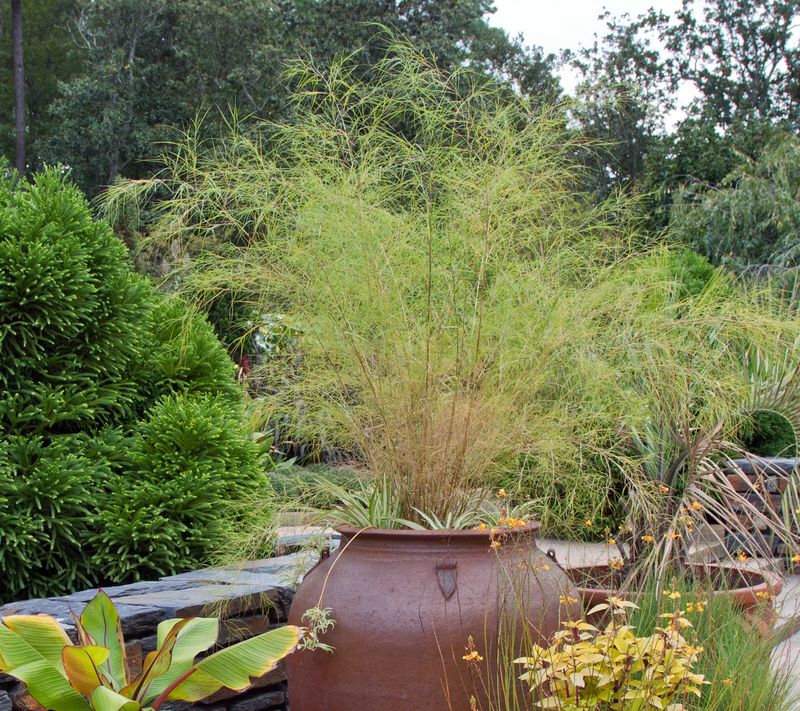 Pink Muhly Grass Brings Soft Color Back Each Fall