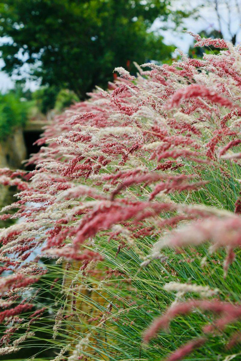 Pink Muhly Grass