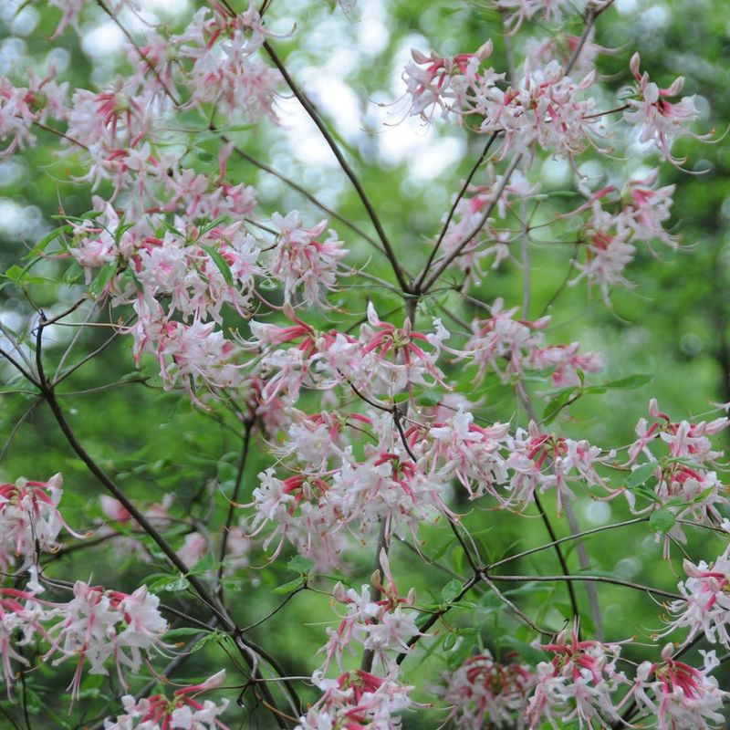 Pinxterbloom Azalea Adds Bright Spring Beauty