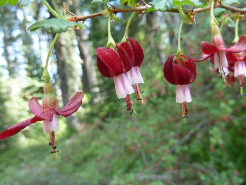 Pioneer Gooseberry
