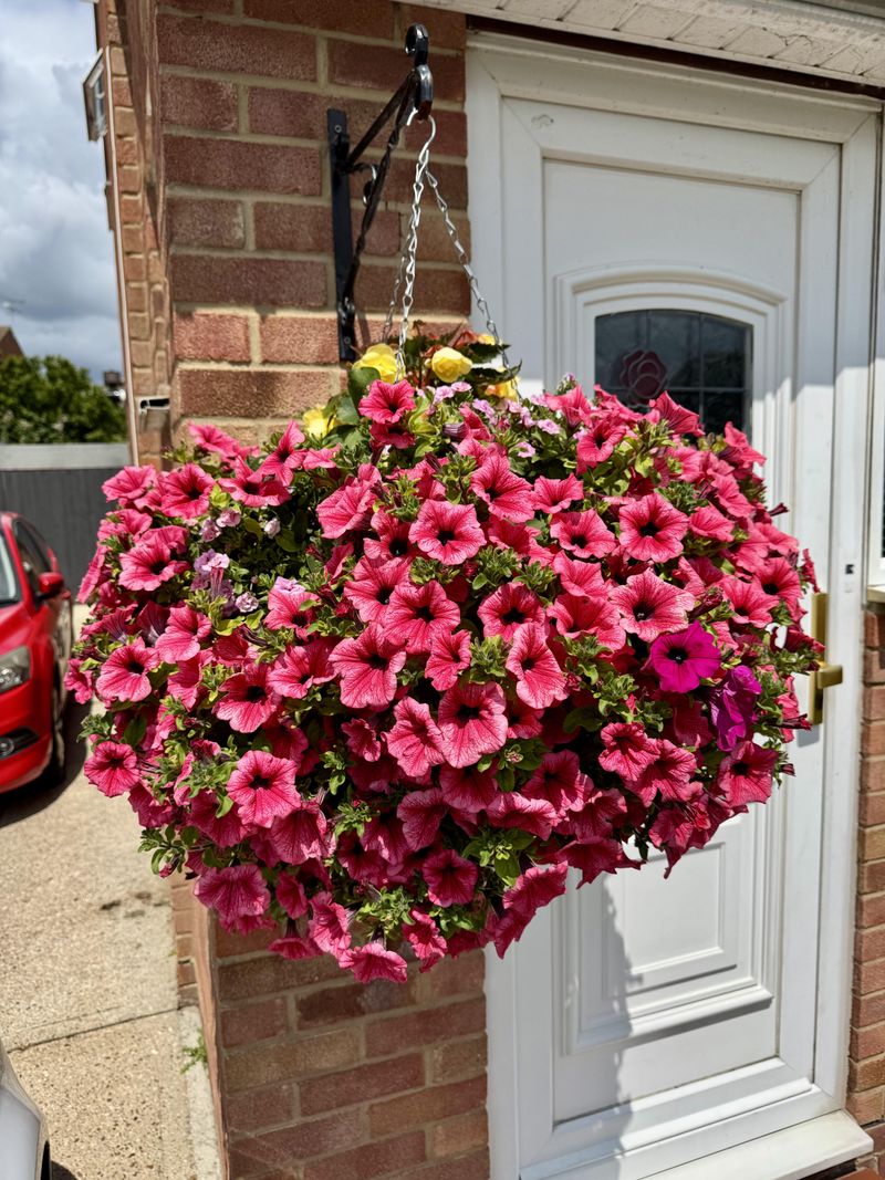 Place Baskets Where They Get Enough Sunlight