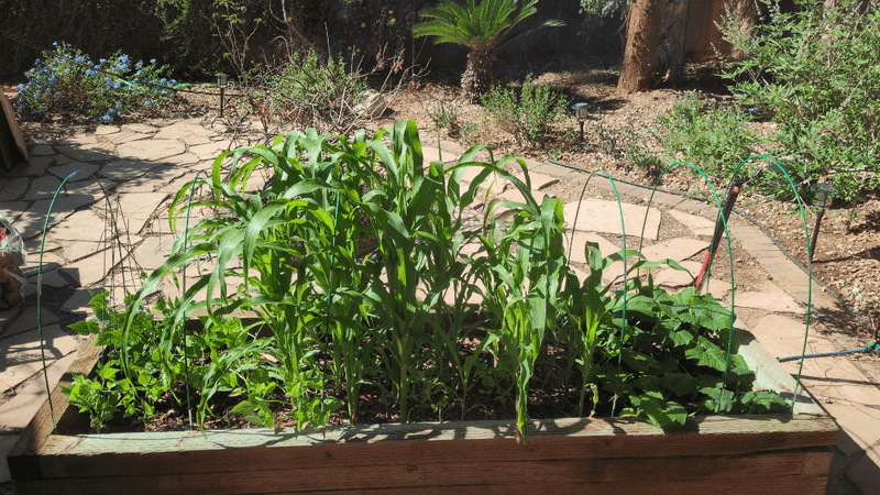 Place Beds Where They Get Morning Sun And Afternoon Shade