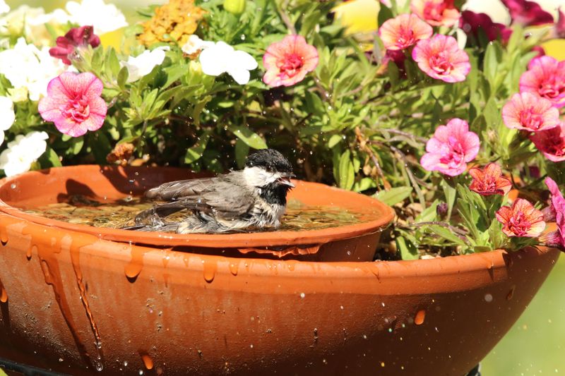 Place Bird Baths In Shade To Keep Water Cooler