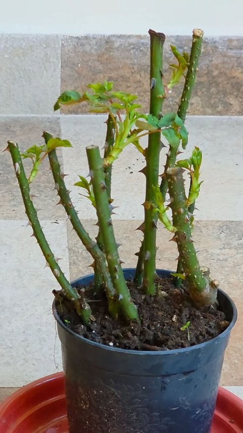 Place Cuttings In A Light, Well-Drained Mix