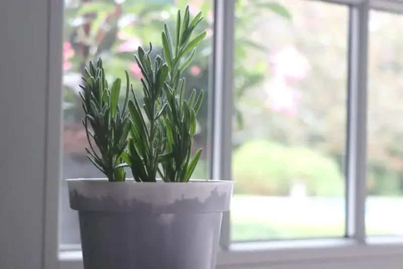 Place Cuttings In Bright Indirect Light During Rooting