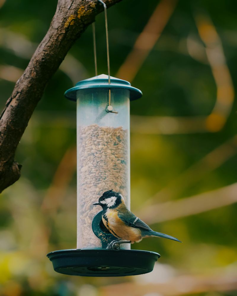 Placing Bird Feeders And Wood Piles In The Wrong Spots