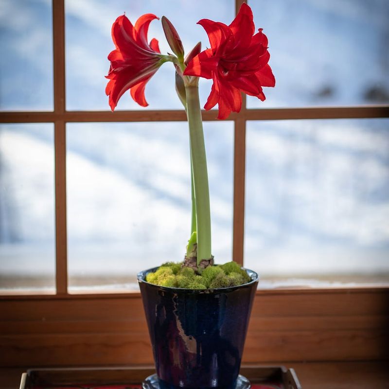 Placing Plants Near Heat Vents Or Hot Windows