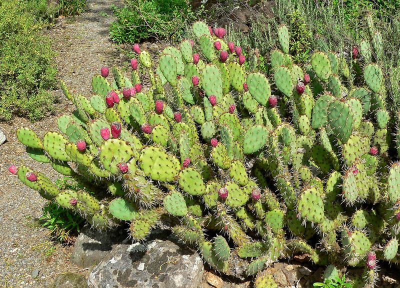 Plains Prickly Pear (Opuntia Macrorhiza)