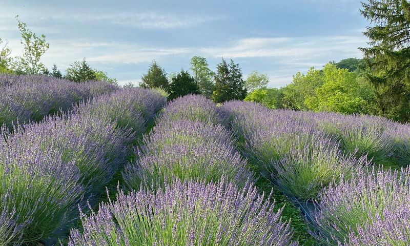 Plan A Purple Getaway To Cedar Ridge Trails Plan A Purple Getaway To Cedar Ridge Trails