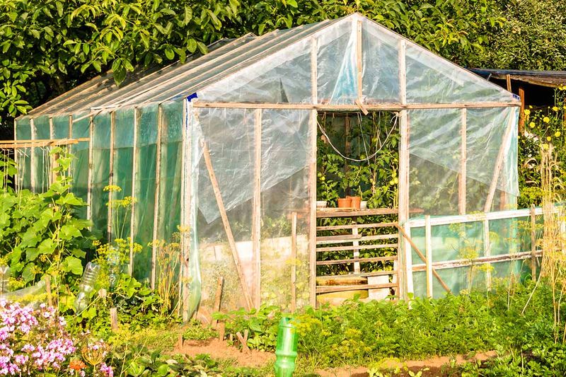 Planning Shade Protection For Young Fall Crops