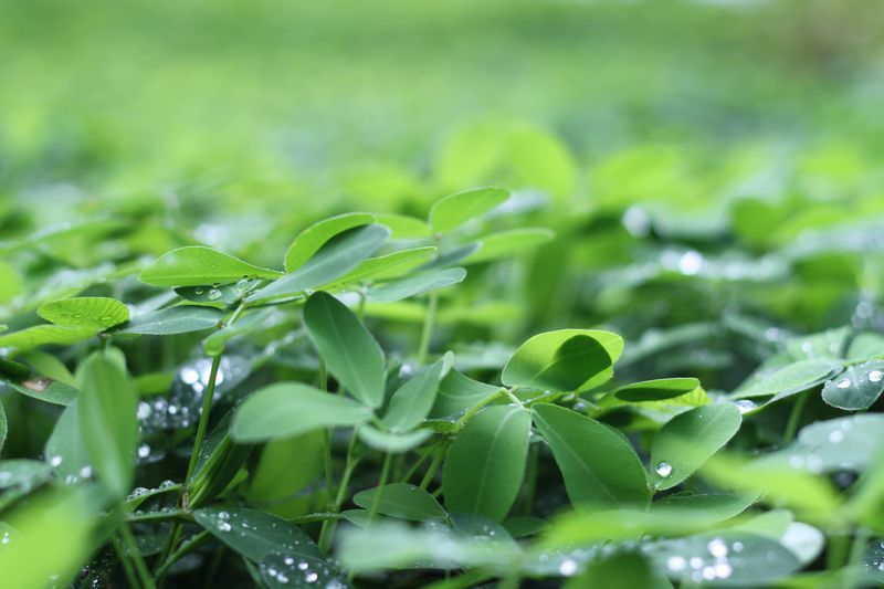 Plant A Green Manure Cover Crop